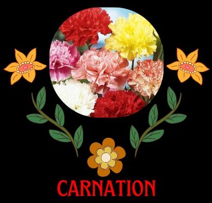 Carnation