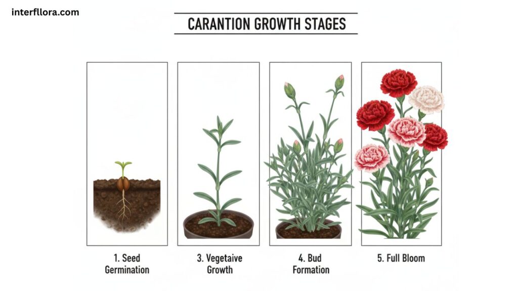 Standard Carnations 