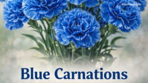Blue Carnations