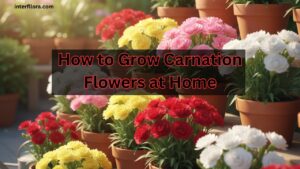 How to Grow Carnation